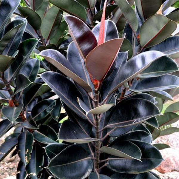 Rubber Plant Brown