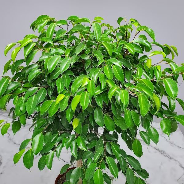 Ficus Benjaminia