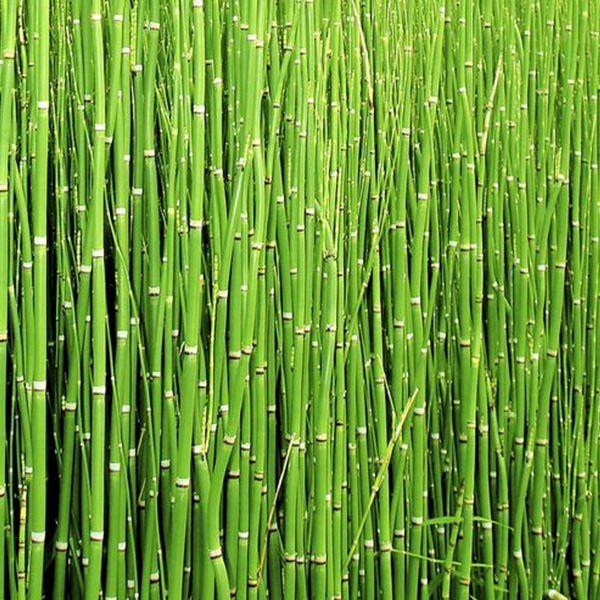 Water Bamboo
