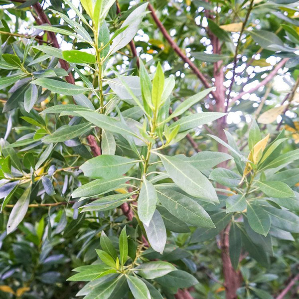 Conocarpus Green Plant